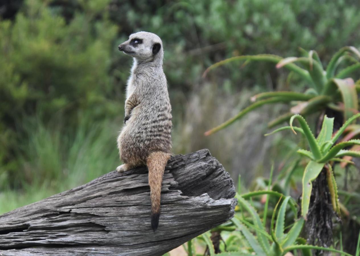 Tenikwa Plettenberg Bay Zewnętrze zdjęcie