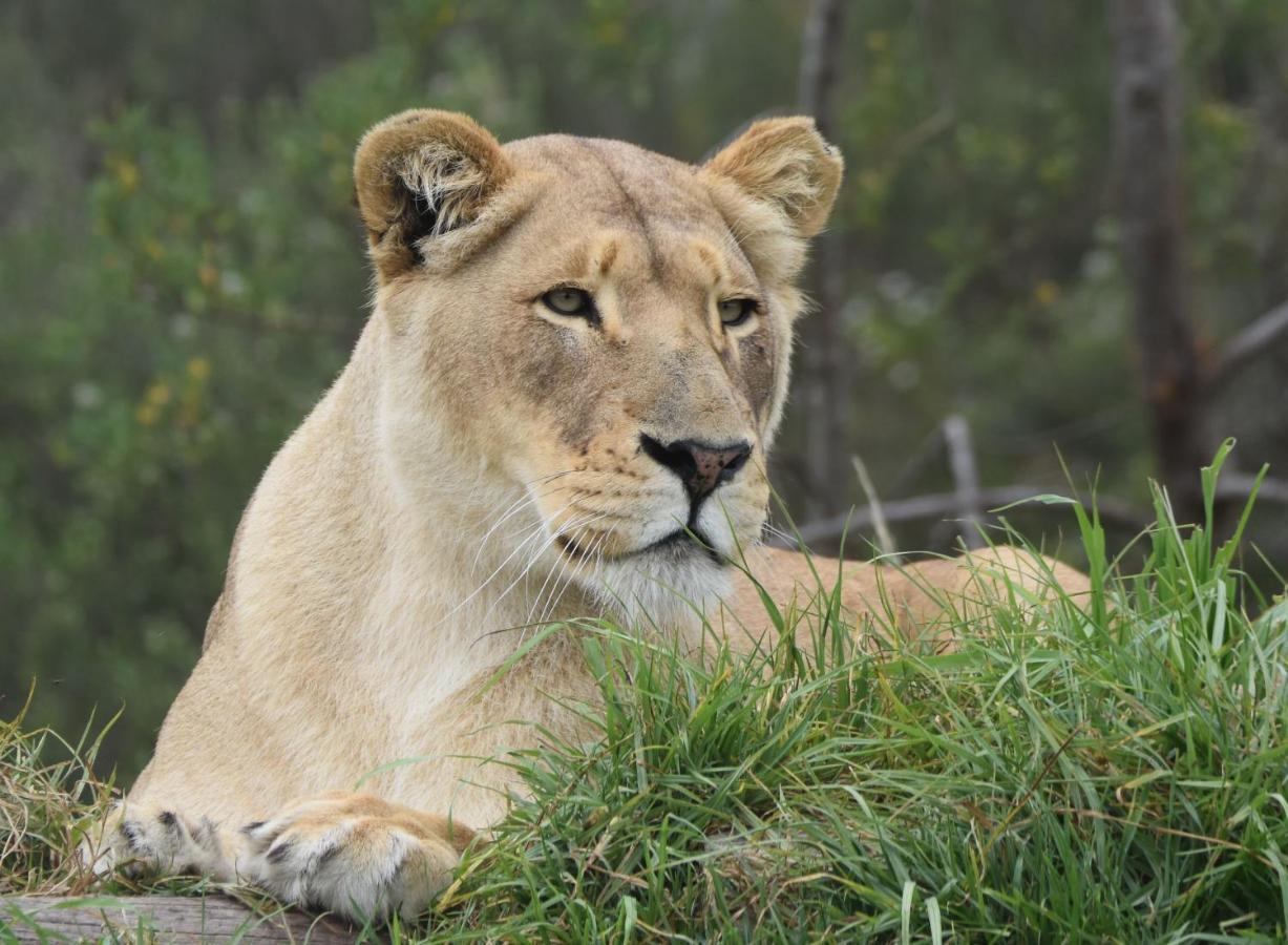 Tenikwa Plettenberg Bay Zewnętrze zdjęcie